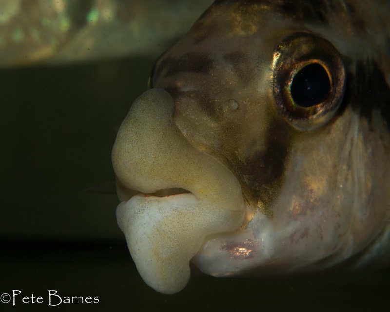 Cheilochromis euchilus